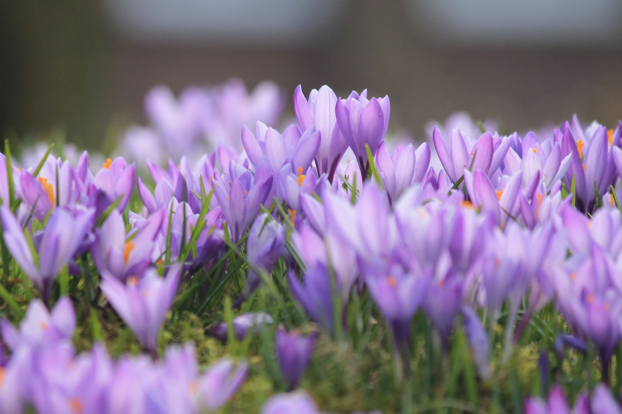 © iStockphoto.com Blurred image background