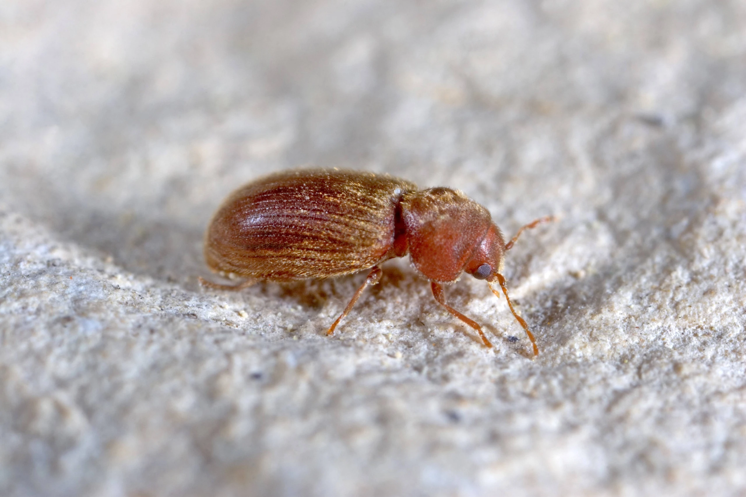 © imago images/blickwinkel Blurred image background