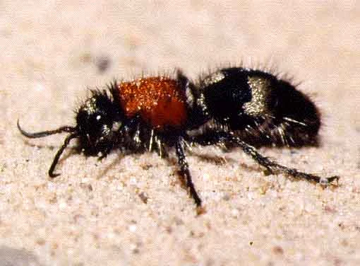 © Wikimedia.at/Gunther Tschuch Blurred image background