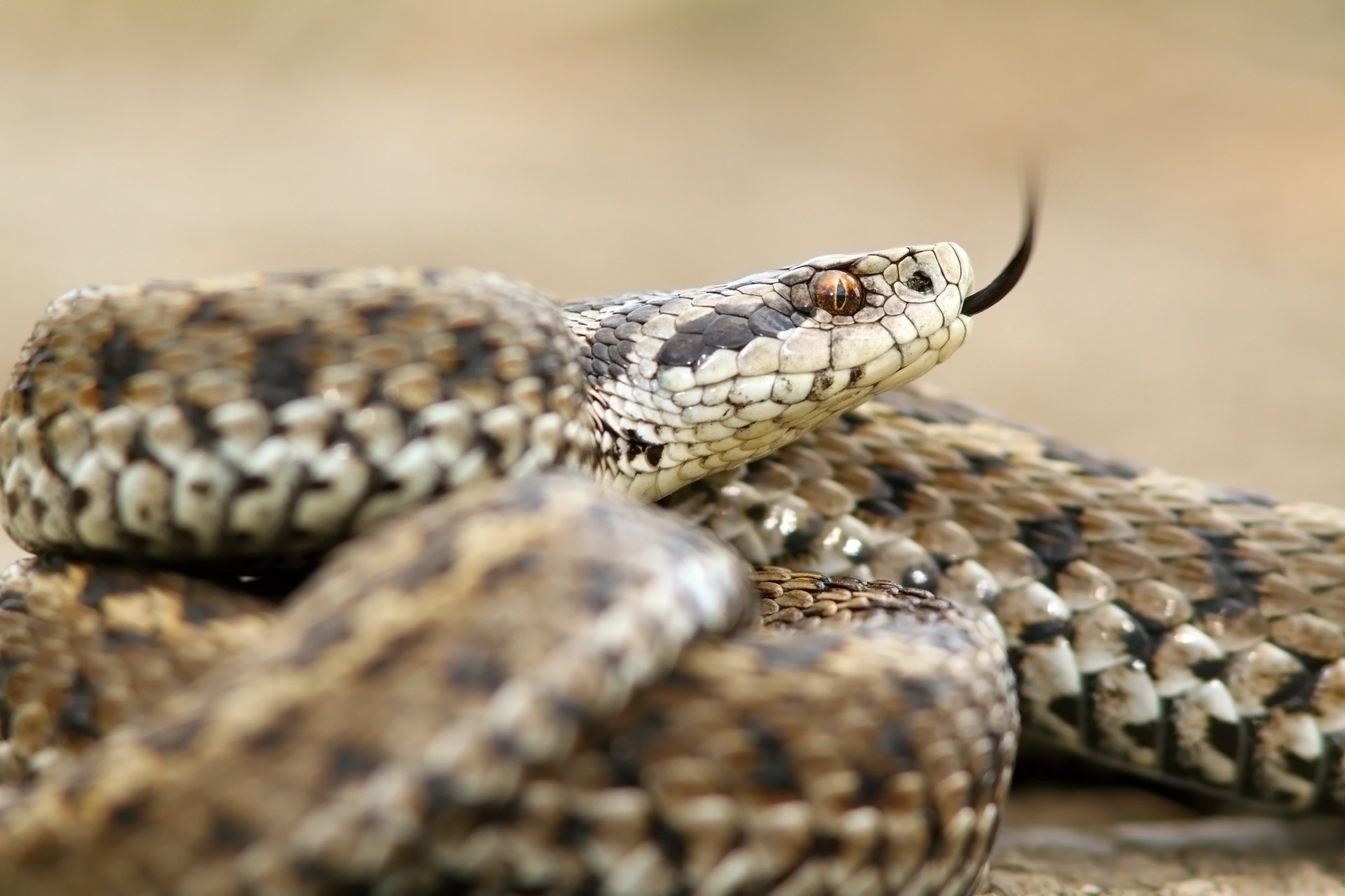 © Shutterstock.com Blurred image background