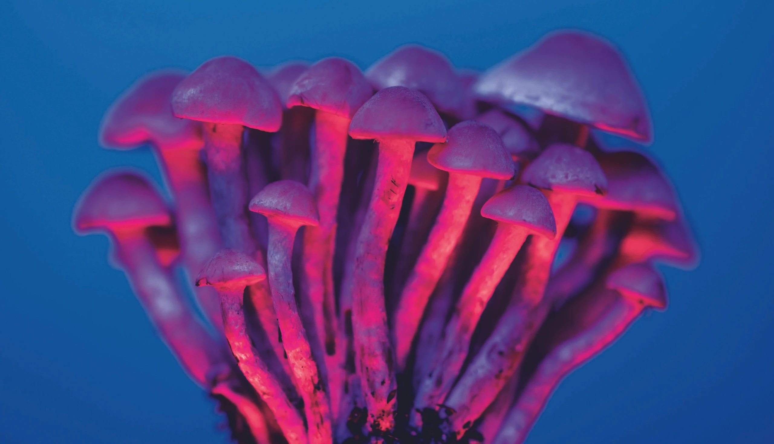 Magic Mushrooms