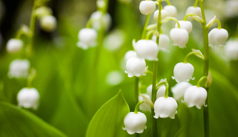 © iStockphoto.com Blurred image background
