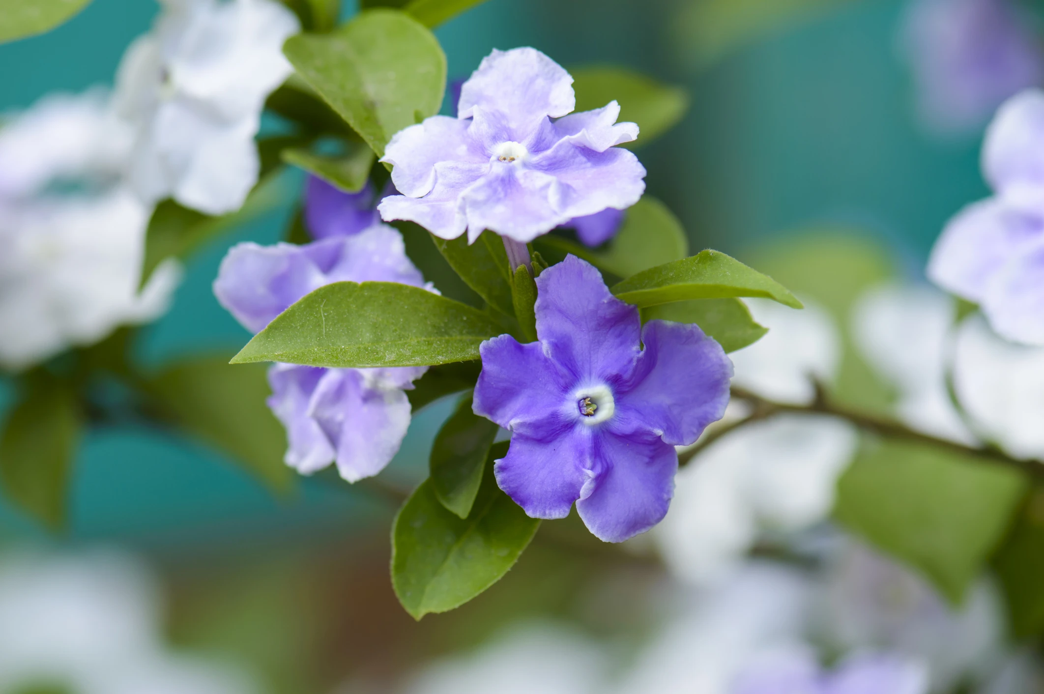 © iStockphoto.com Blurred image background