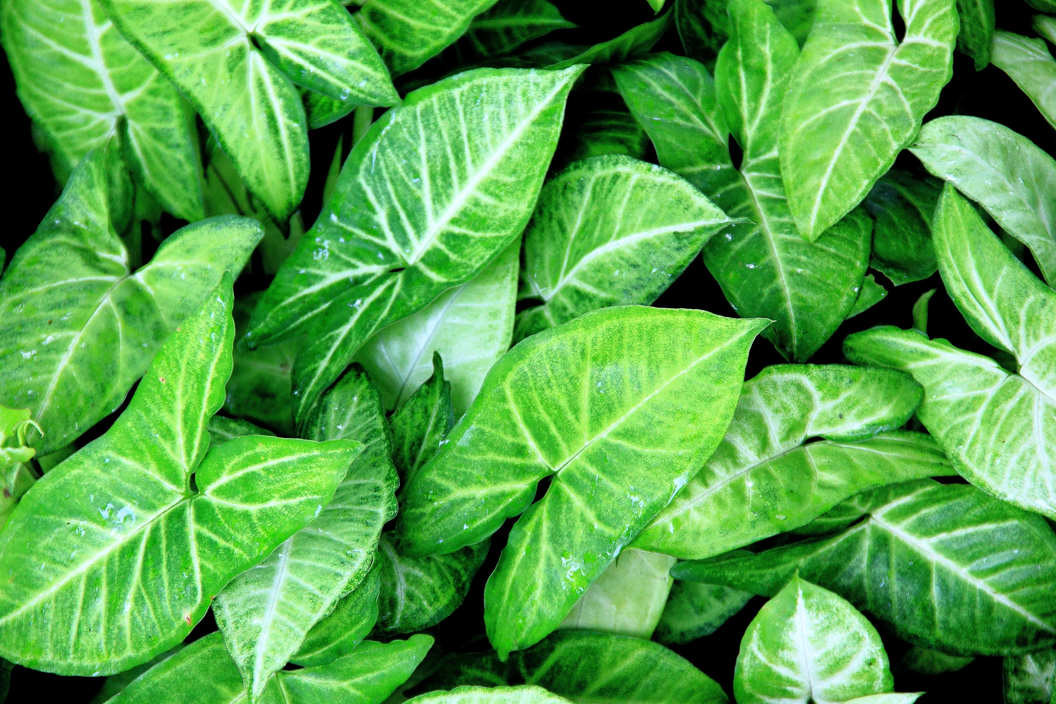 Blurred image background