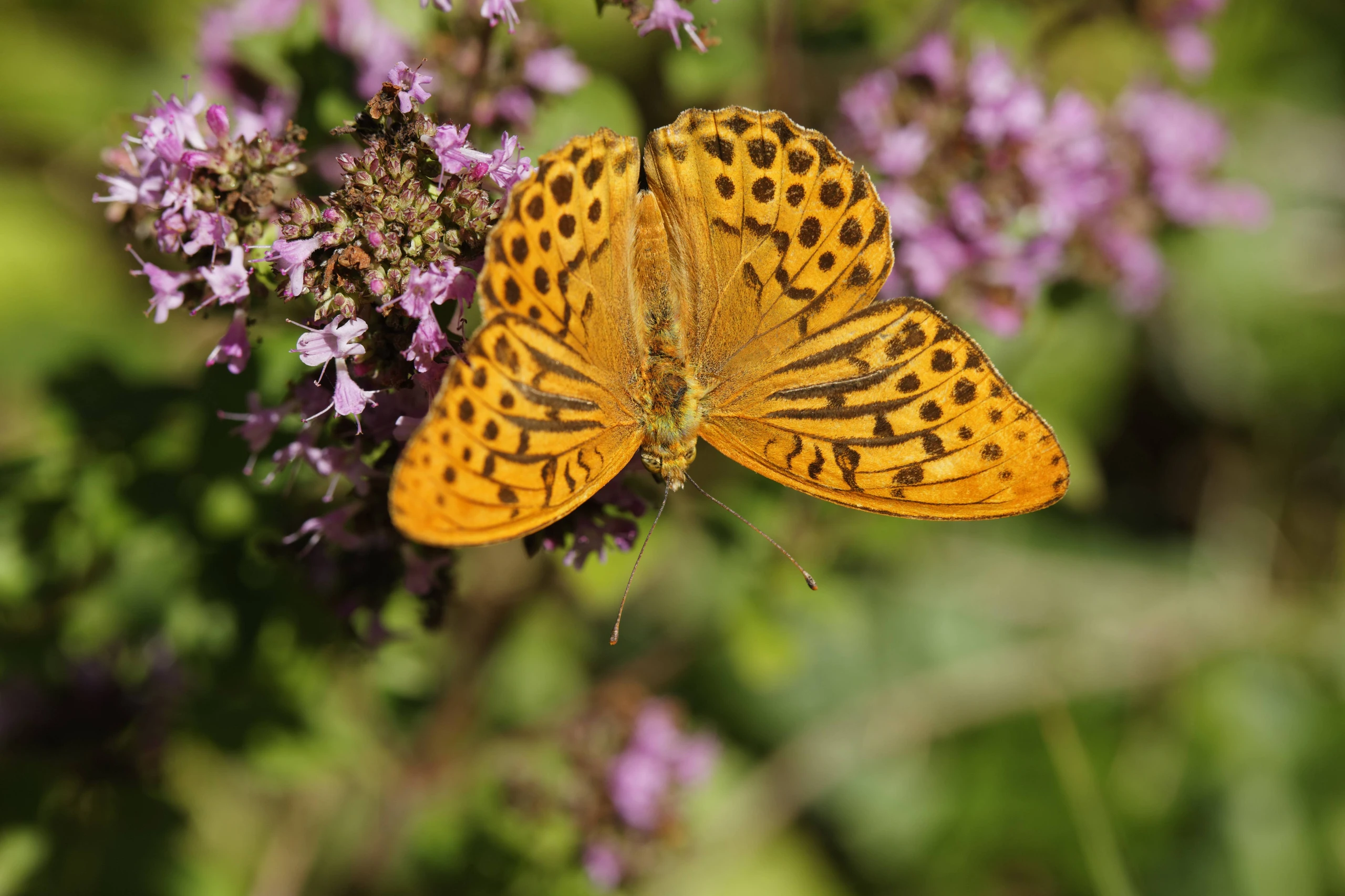 © IMAGO/imagebroker Blurred image background