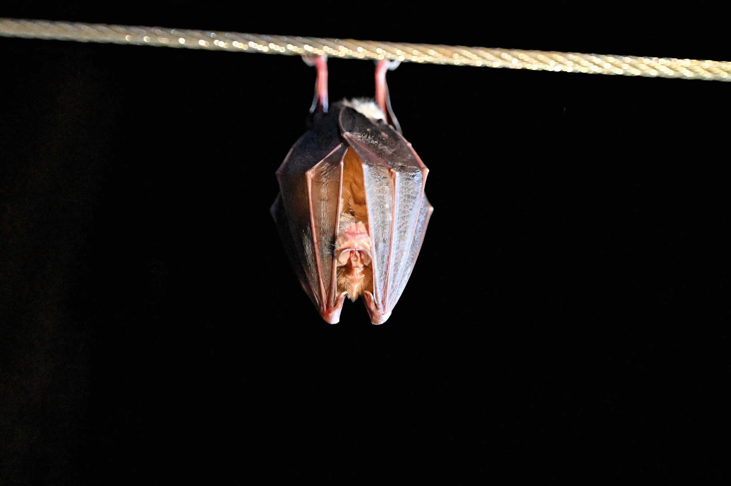 Blurred image background