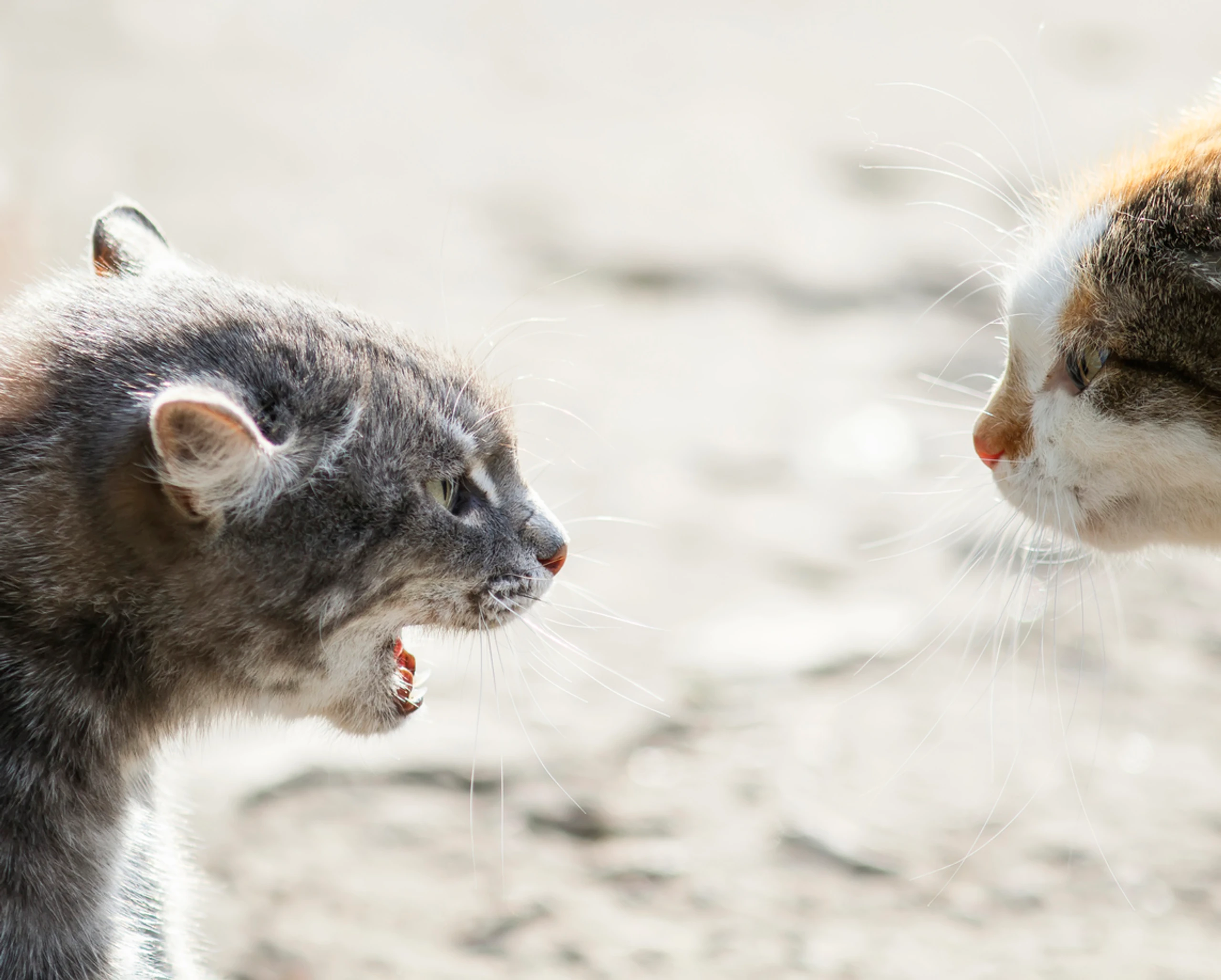 Blurred image background