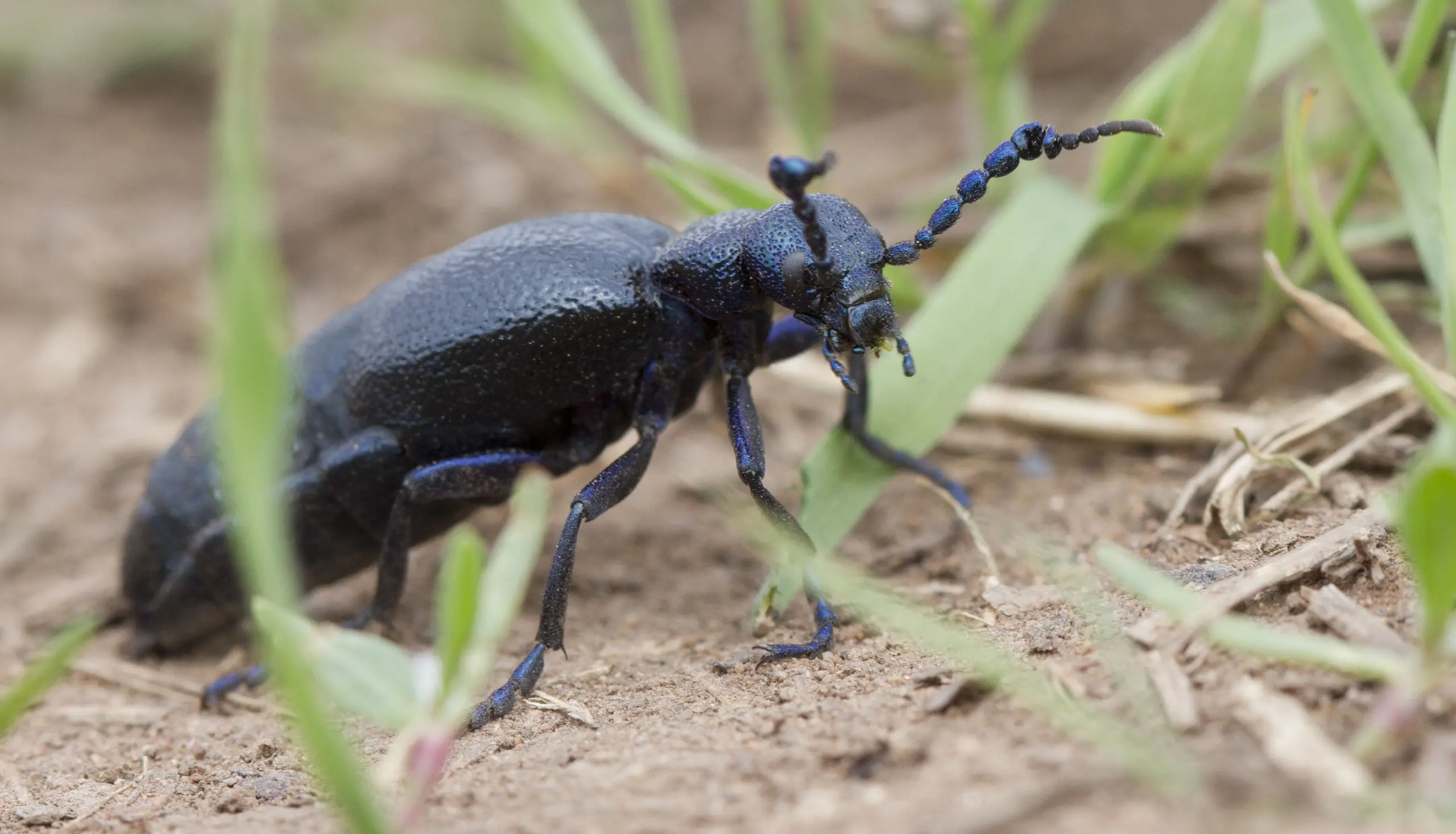 Ölkäfer (Meloe proscarabaeus)