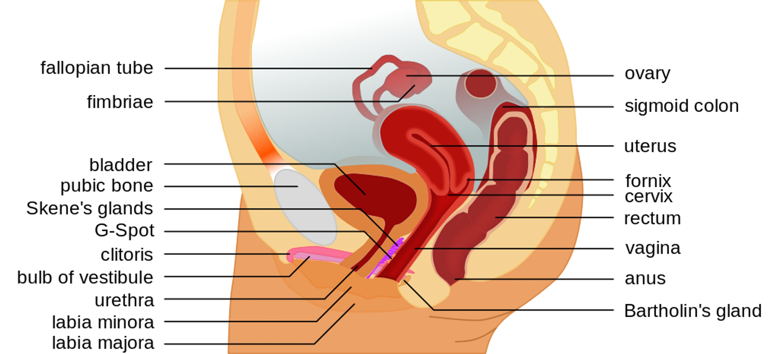 © Wikimedia Commons/Tsaitgaist Blurred image background