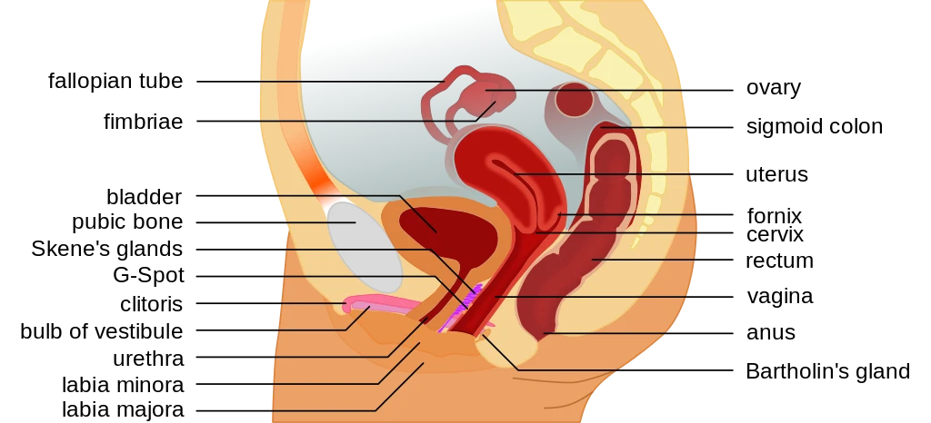 © Wikimedia Commons/Tsaitgaist Blurred image background