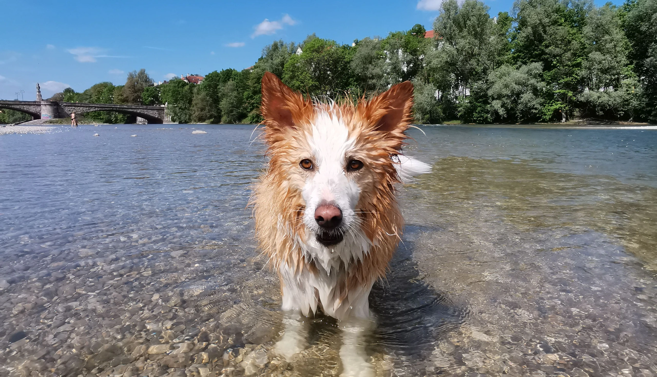 Baden mit Hund
