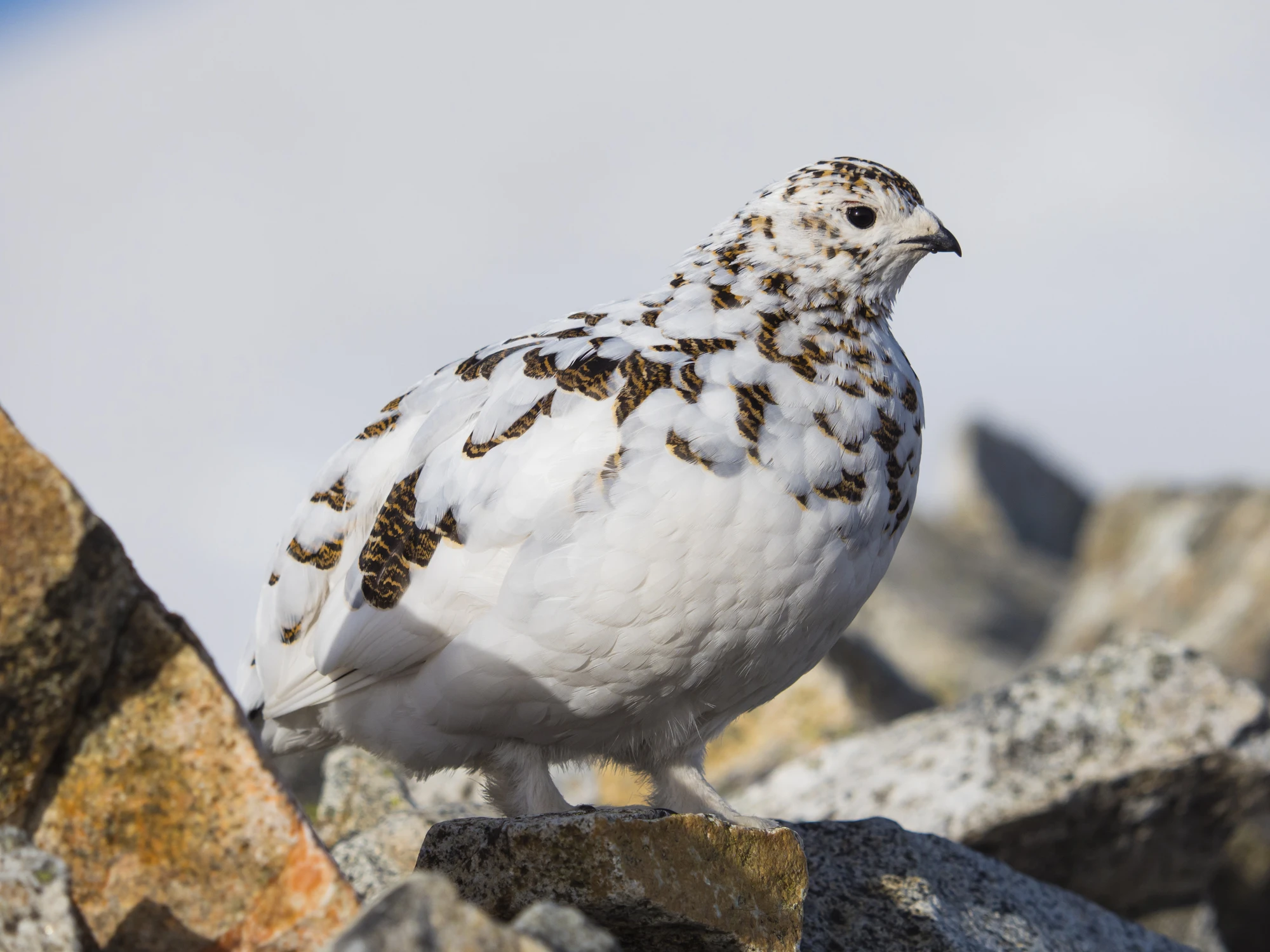 © iStockphoto.com/rockptarmigan Blurred image background