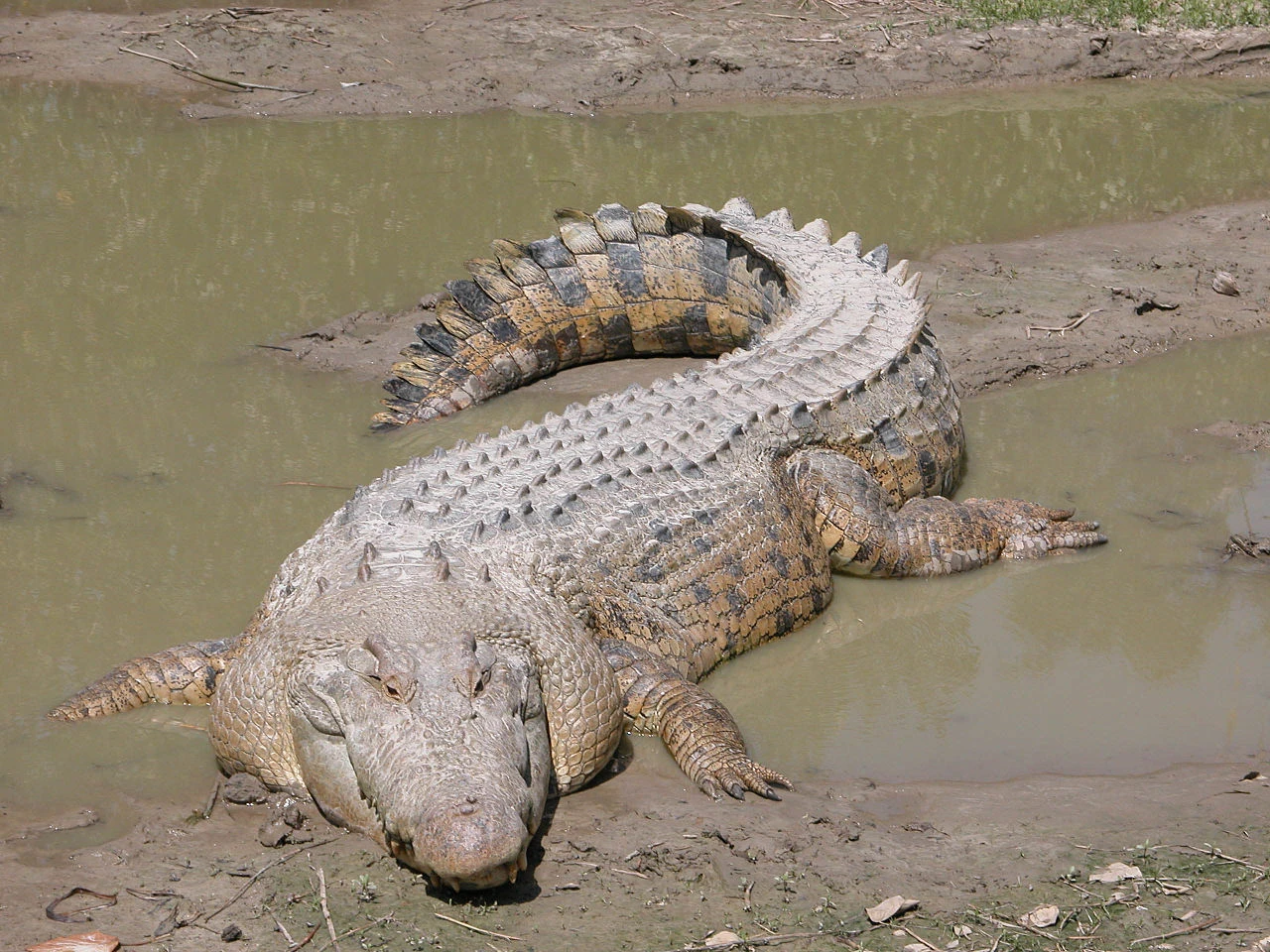 © Wikimedia/St. Augustine Alligator Farm/Molly Ebersold Blurred image background