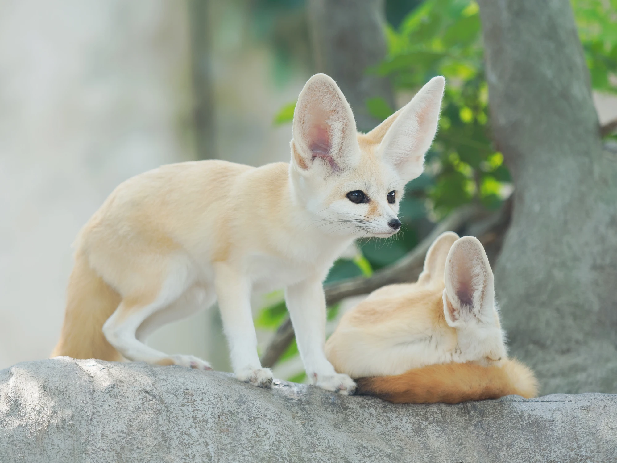 © iStockphoto.com Blurred image background