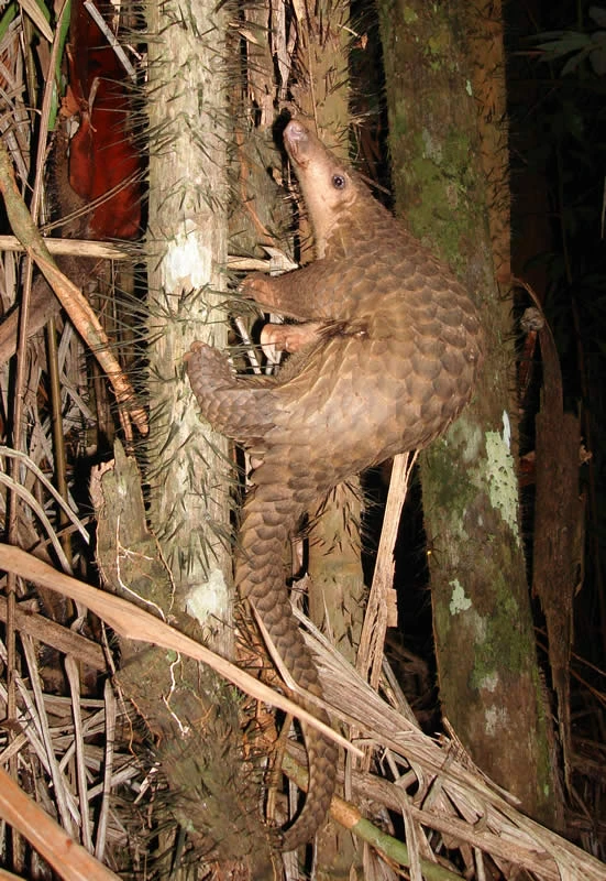 © Wikimedia/Piekfrosch Blurred image background