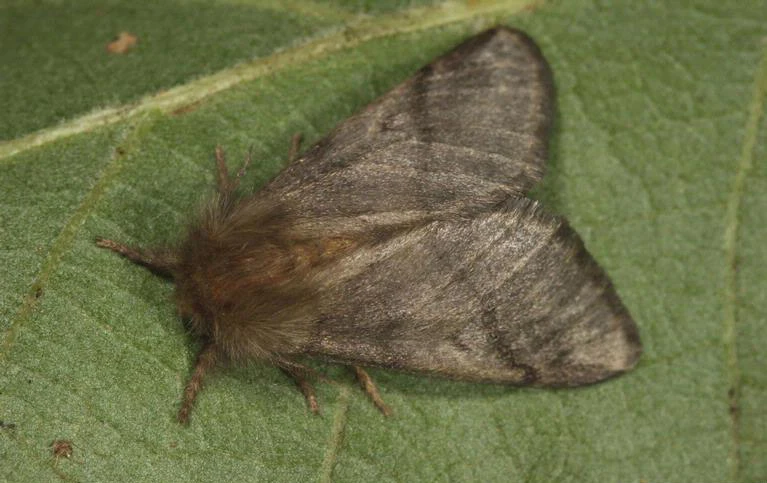 © Wikimedia/Gyorgy Csoka/Hungary Forest Research Institute/Bugwood.org Blurred image background