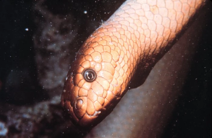 © Wikimedia/OAR/National Undersea Research Program (NURP) Blurred image background
