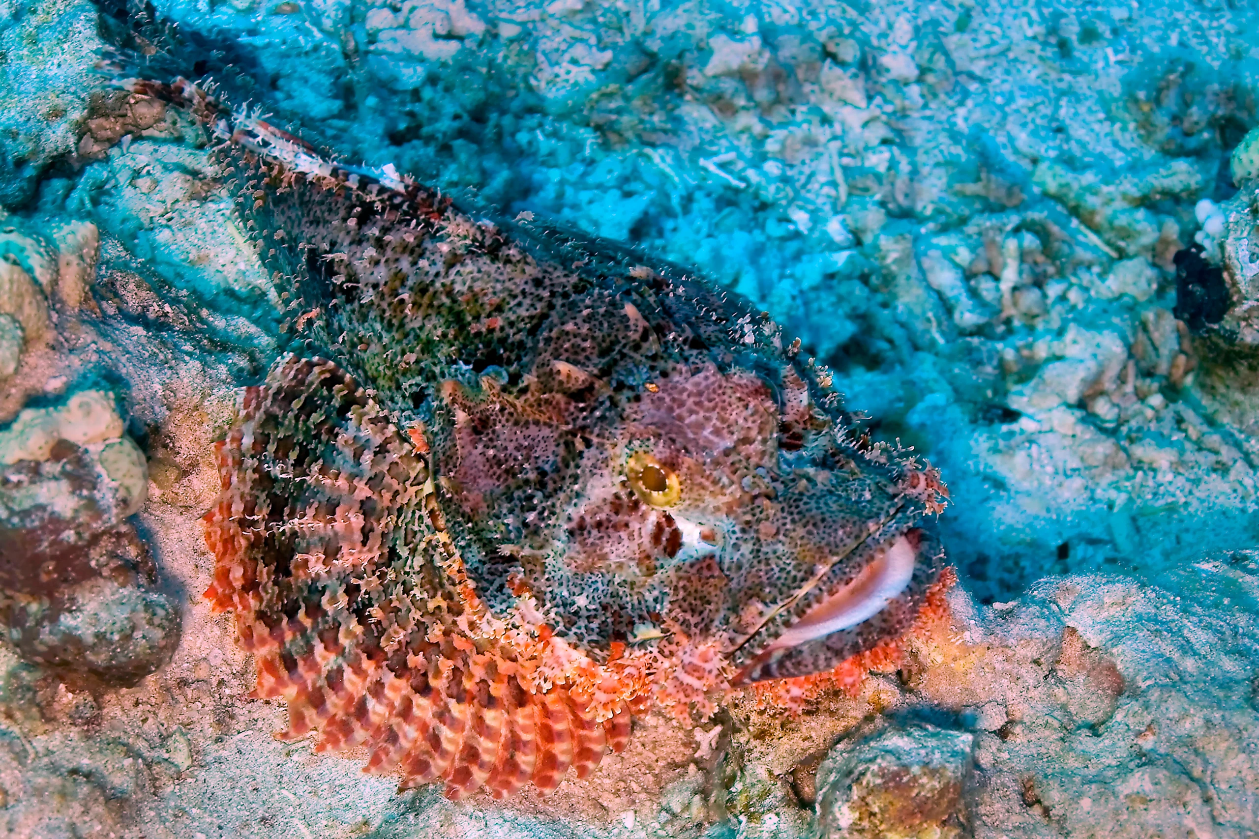 Blurred image background