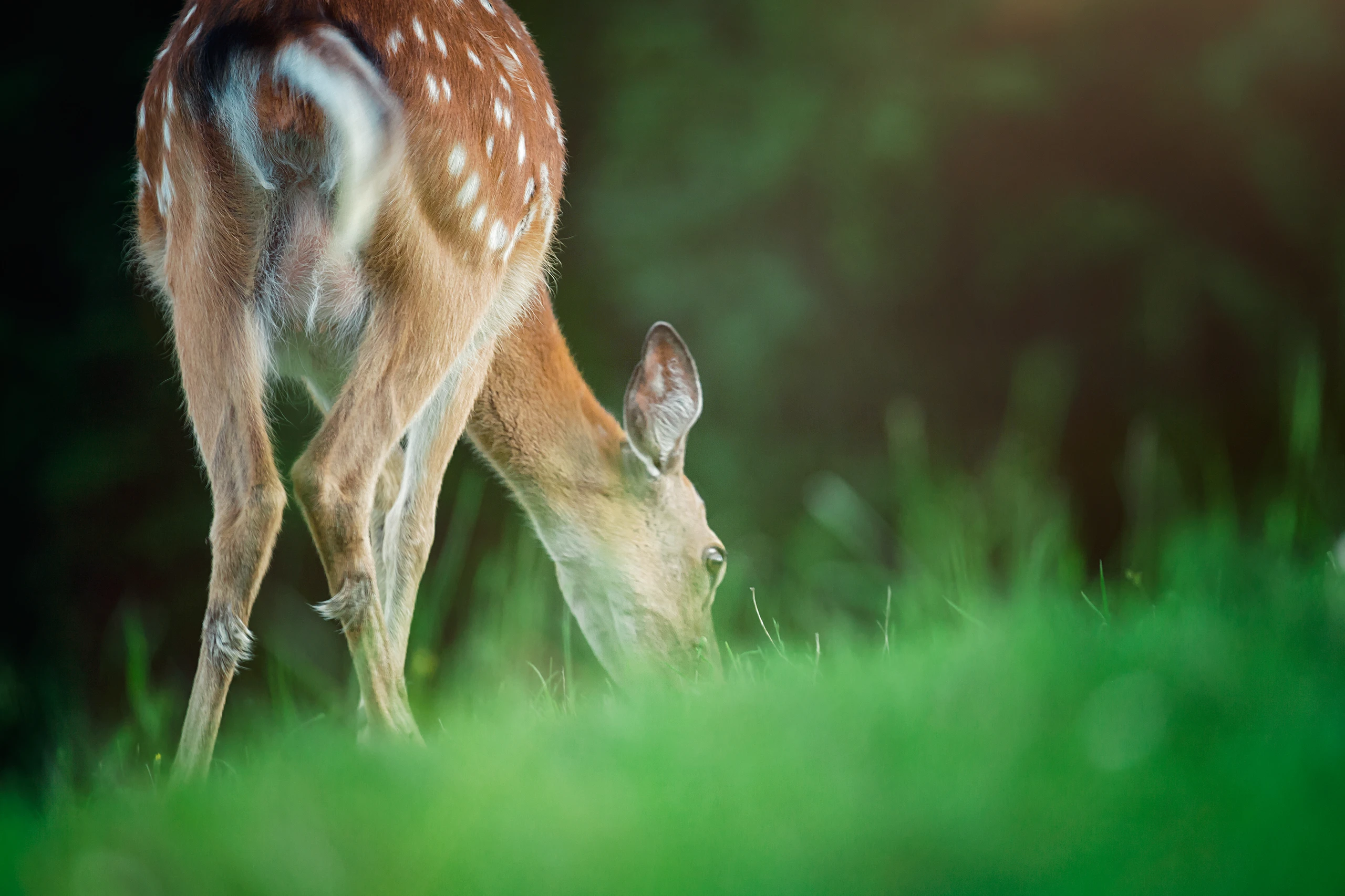 © Schwarzbergerhof Blurred image background
