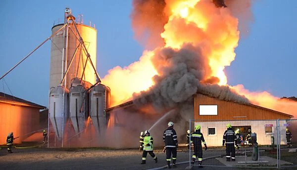 Hunderte Schweine sterben bei Stallbrand in der Steiermark