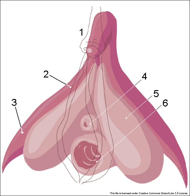 © Wikimedia.org/Amphis Blurred image background
