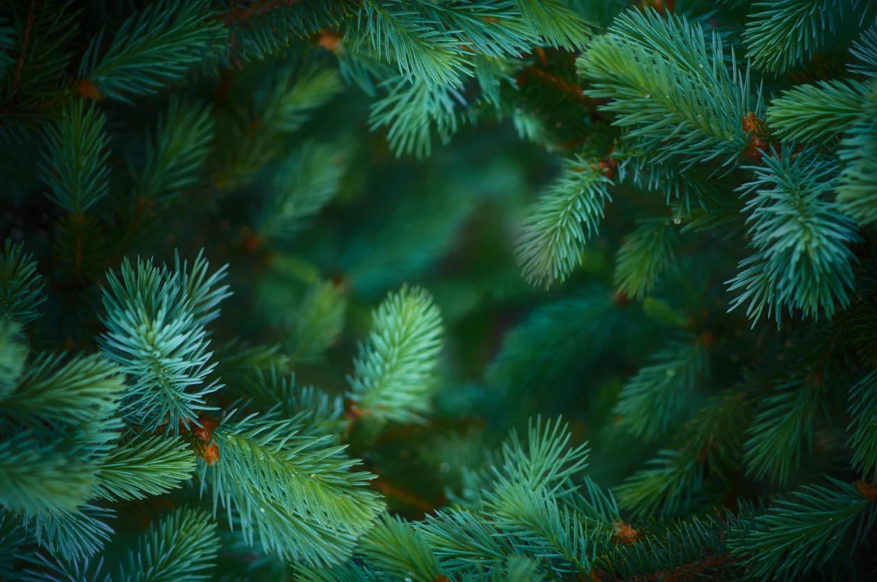 © iStockphoto.com/nikamata Blurred image background