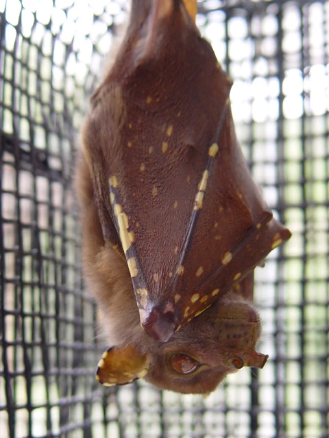 © Wikimedia/Mnolf Blurred image background
