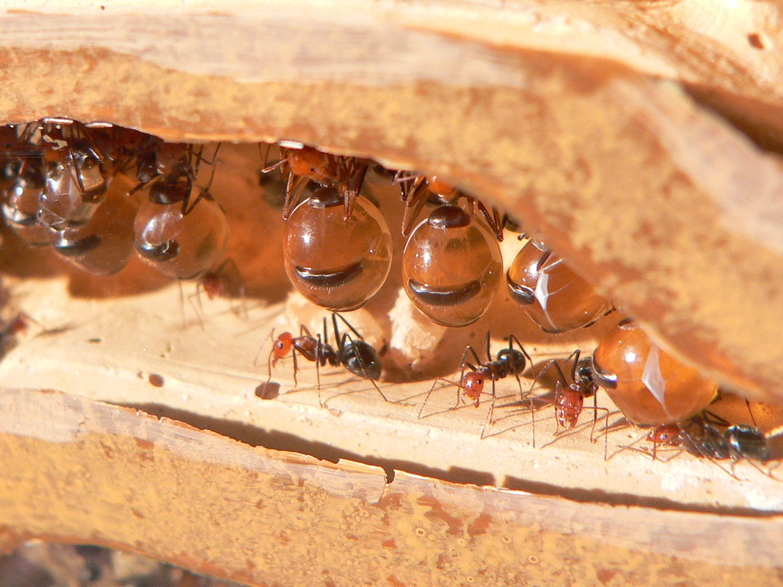 © Wikimedia/Foto von Greg Hume CC-BY-2.5 Blurred image background