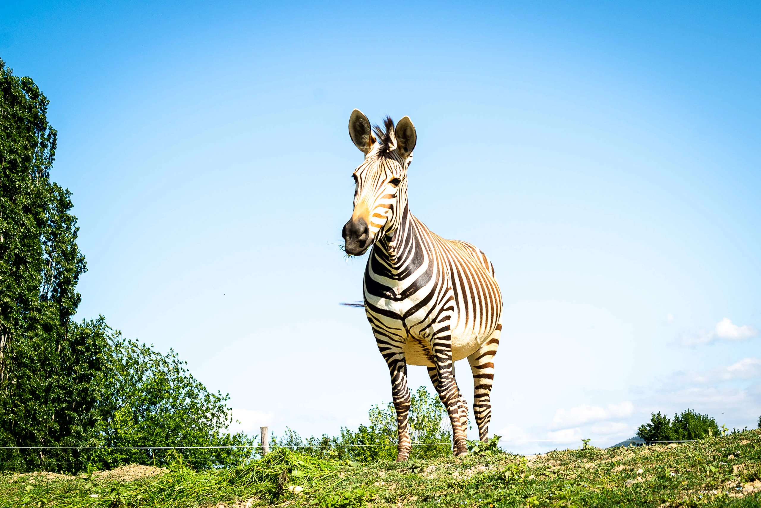 Tierwelt Herberstein: Eine Reise um die Welt – an nur einem Tag!