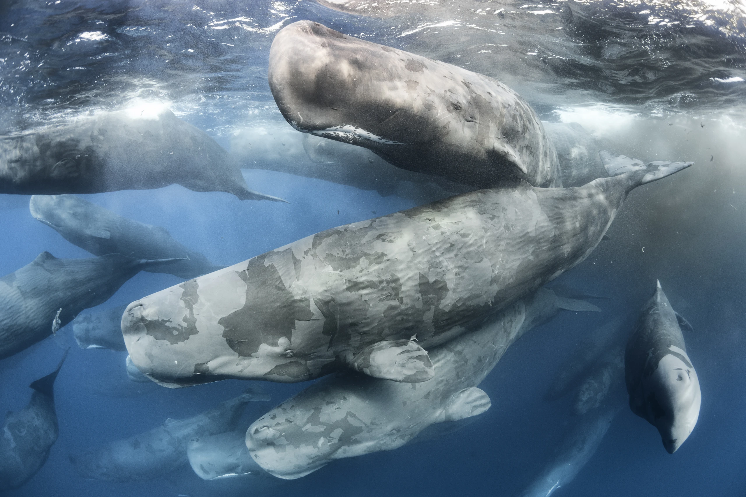 © naturepl.com Tony Wu WWF Blurred image background