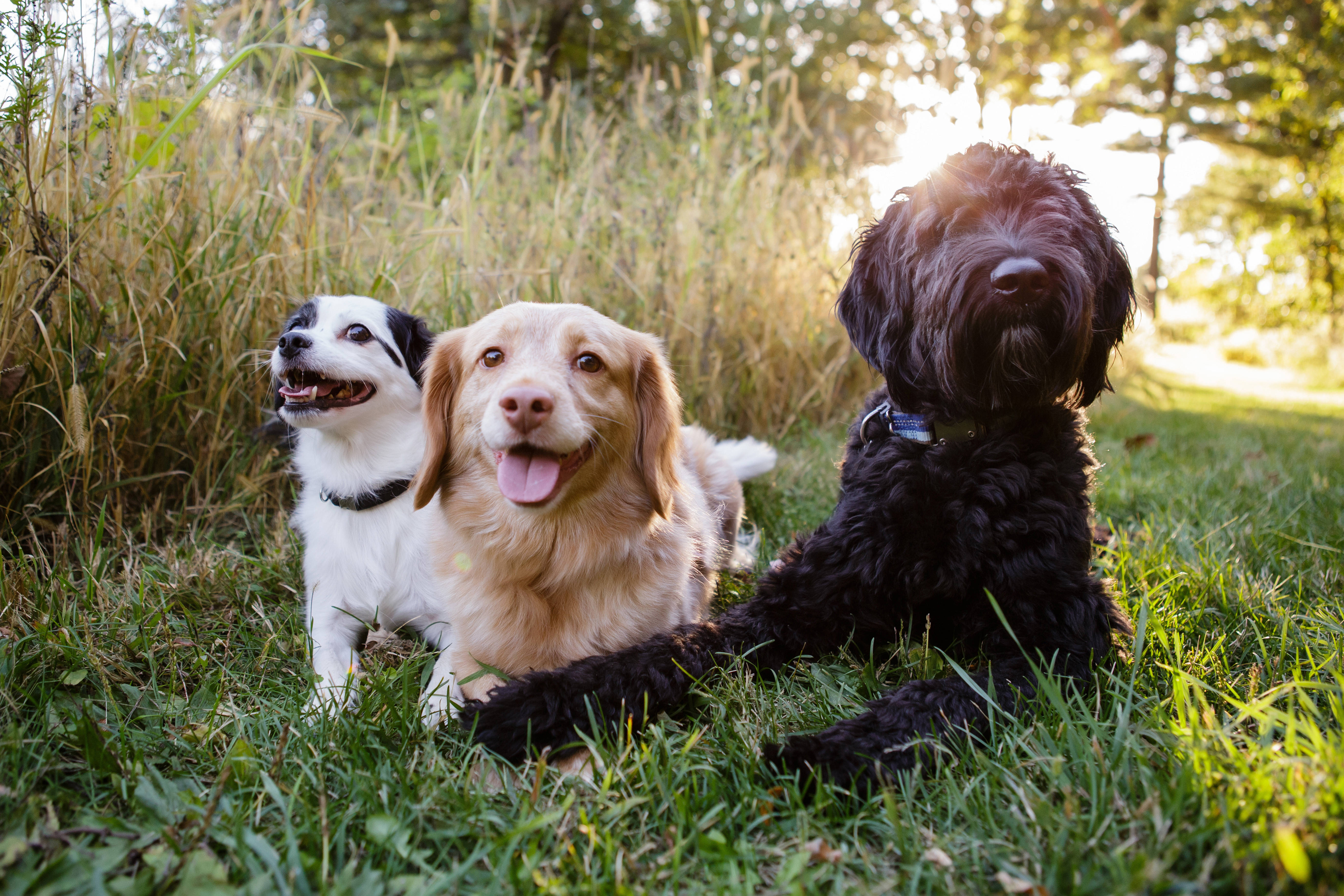 Blurred image background