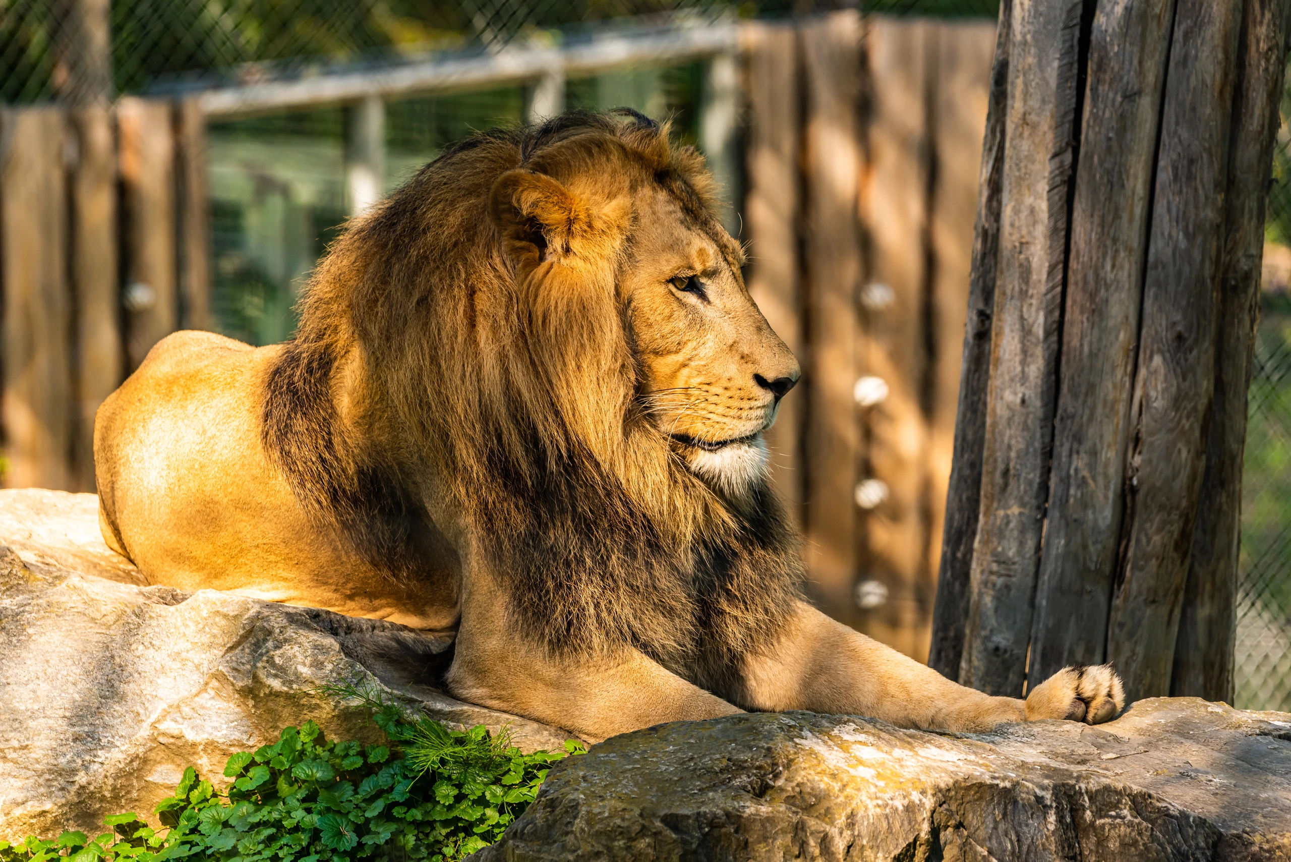 Tierwelt Herberstein: Das Ausflugsziel für Familien in der Oststeiermark