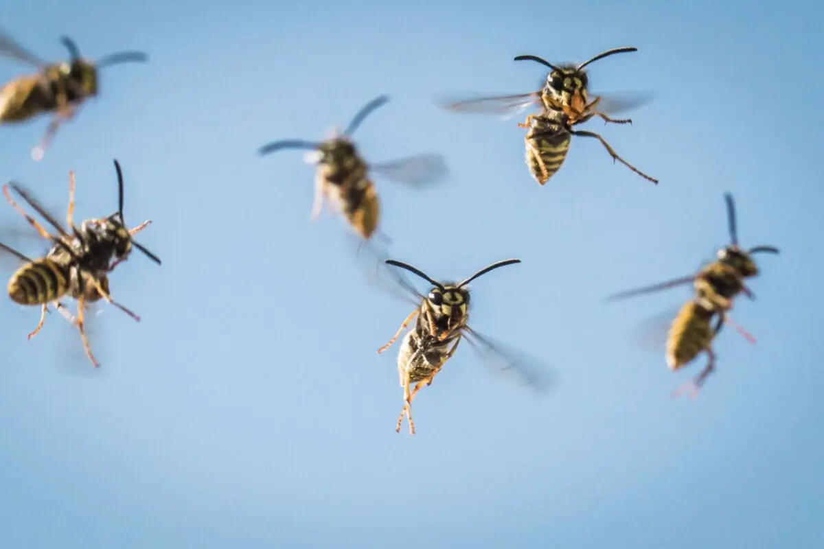 ++ ARCHIVBILD ++ Wespenstiche können für manche Menschen lebensbedrohlich sein