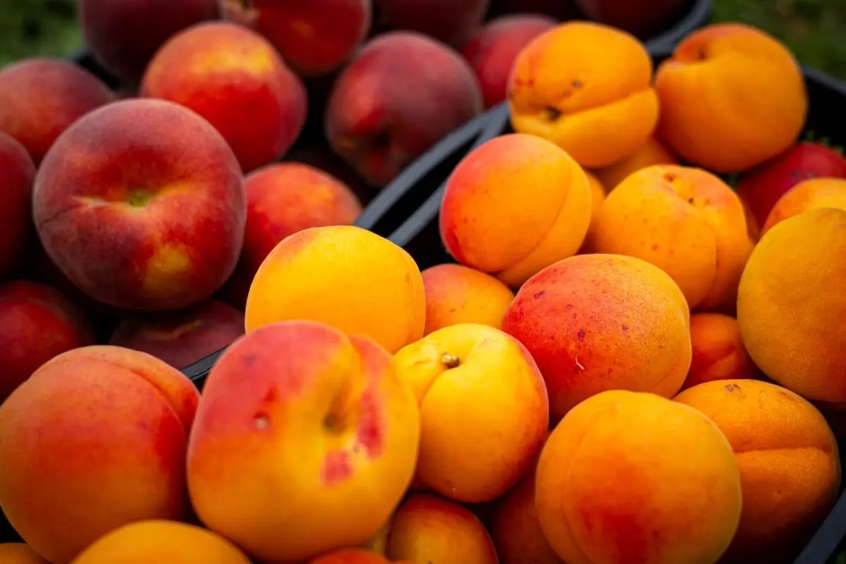 ++ ARCHIVBILD ++ Kein Grund zur Sorge: Gespaltene Kerne sind meist harmlos