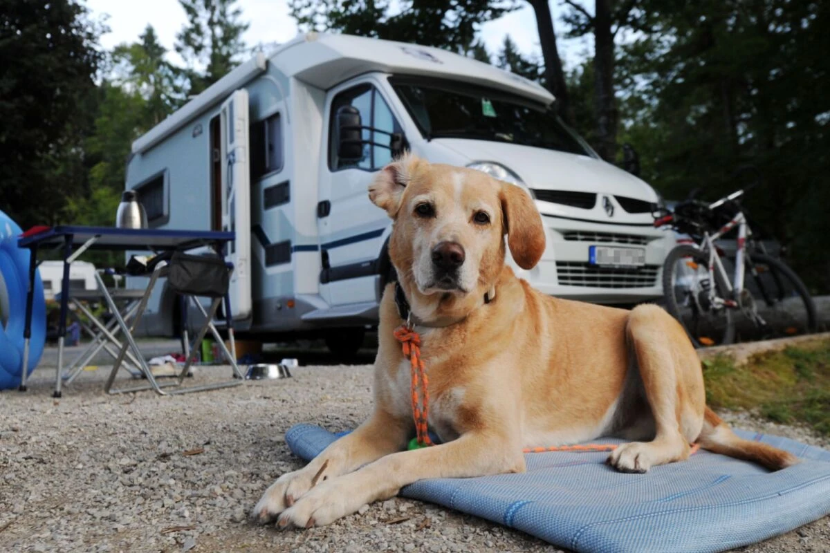 ++ ARCHIVBILD ++ Manche Campingplätze erlauben Hunde nur in der Nebensaison