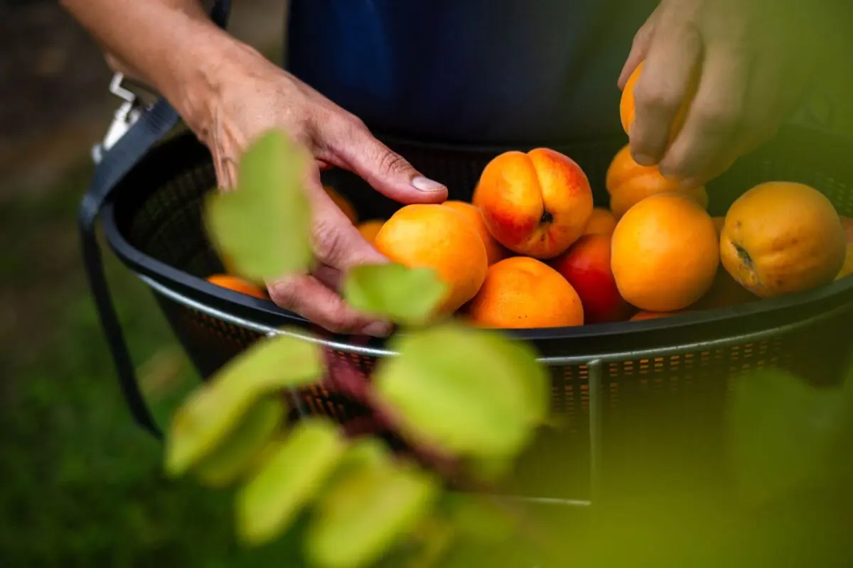 Die Ernte kann nicht vollständig auf einmal verarbeitet werden
