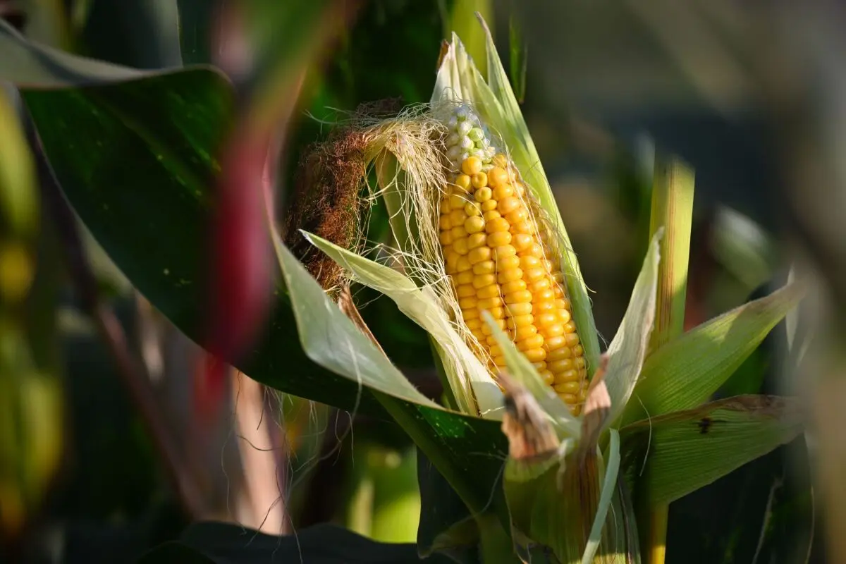Der Großteil des angebauten Maises landet in Futtertrögen für Tiere
