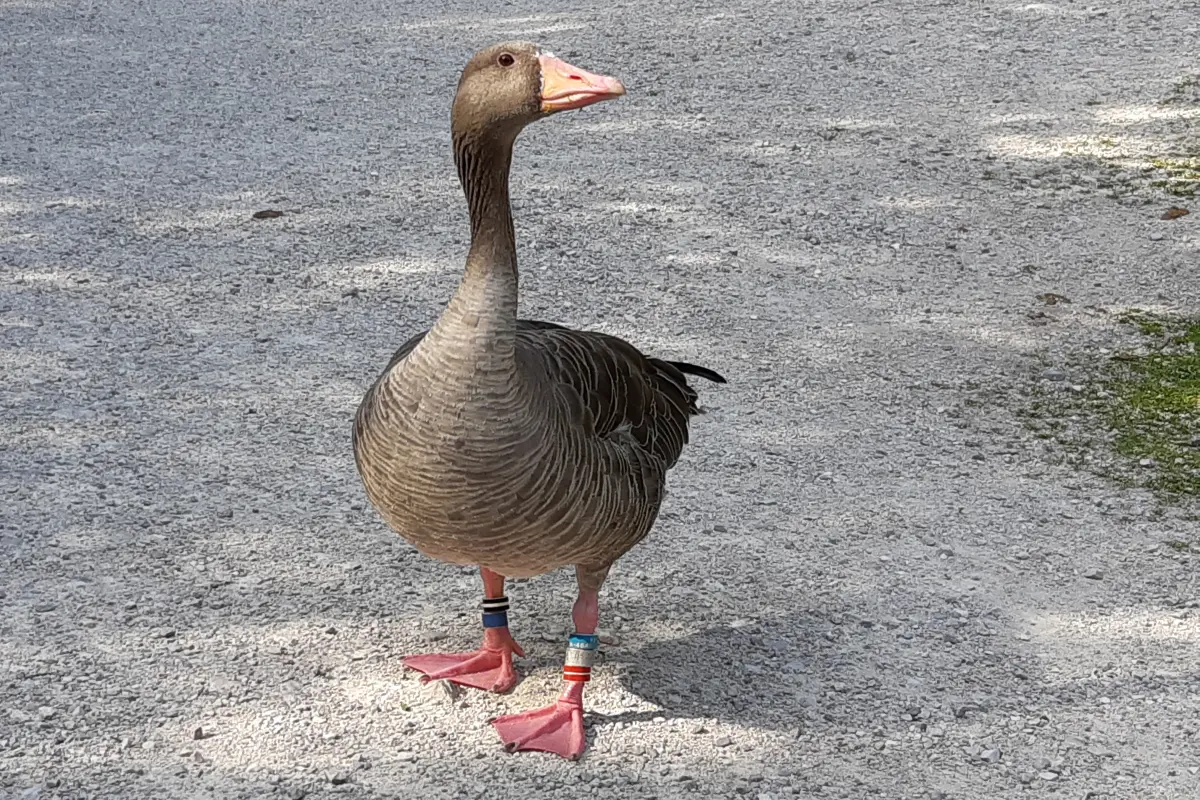 Die Grünauer Gänse sind eine der bestuntersuchten Vogelgruppen