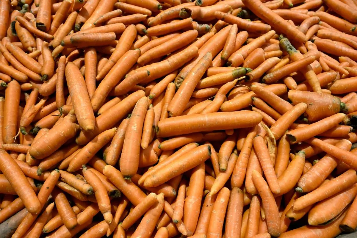 Projekt "CarrotShield" ist auf drei Jahre angelegt