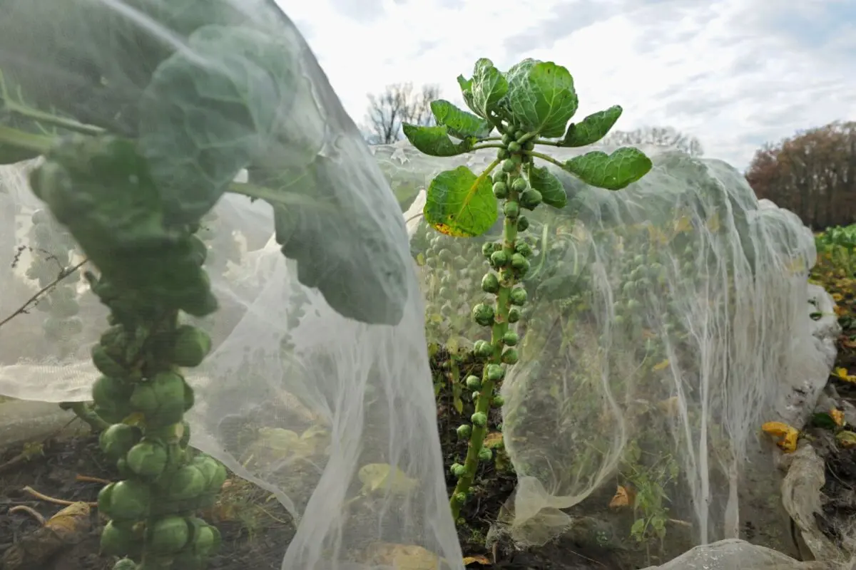 Bei moderaten Temperaturen genügt aber ein leichtes Spinnenvlies
