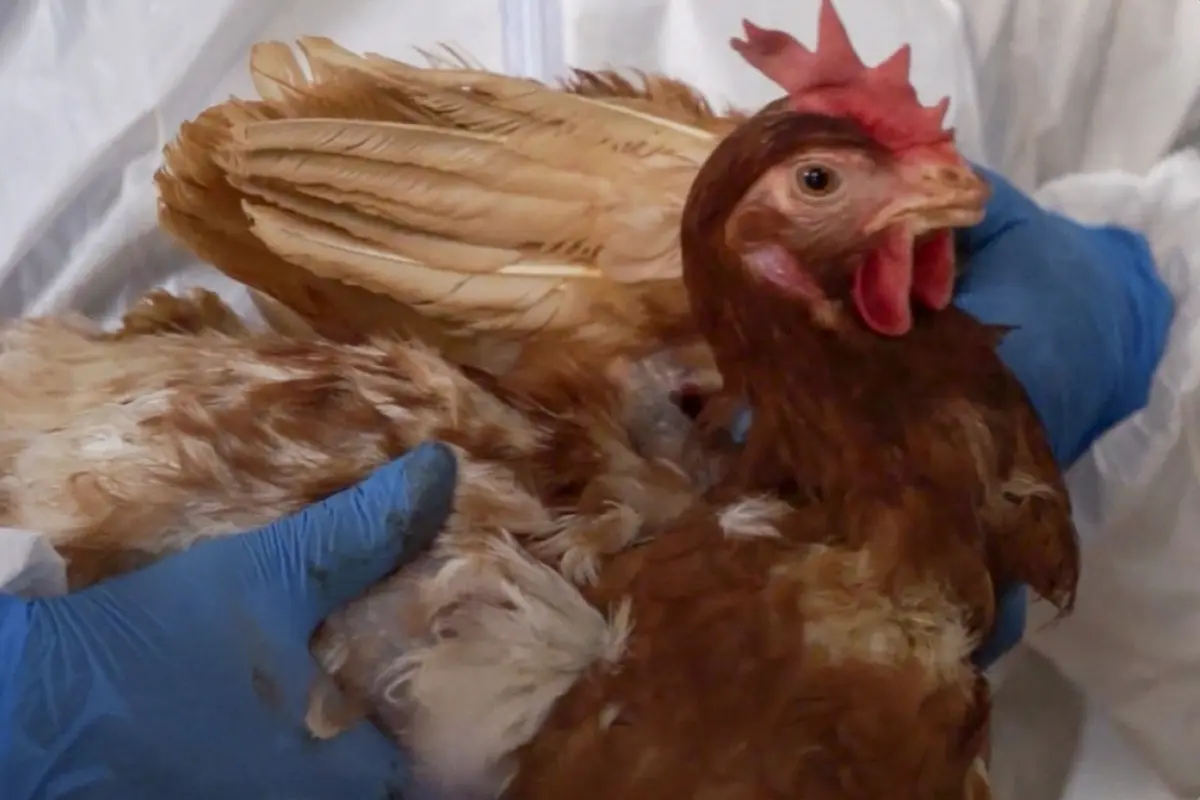 Gefahr geht über Geflügel hinaus