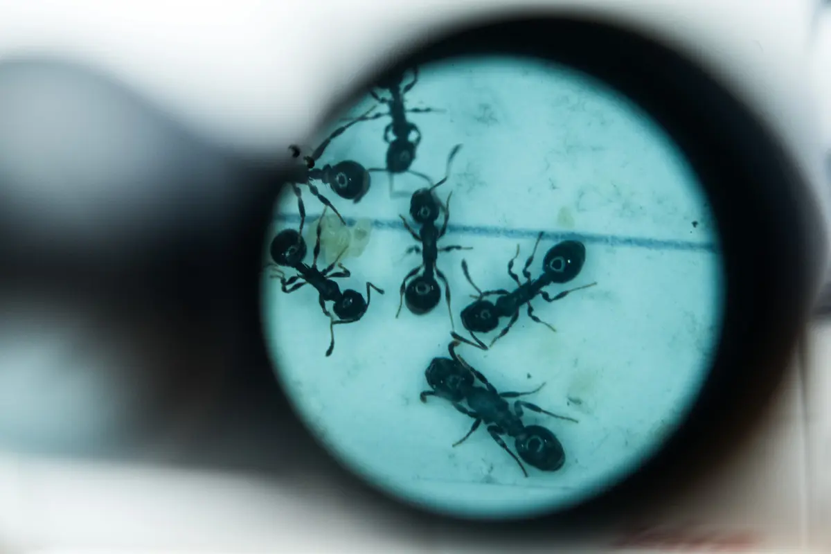 Mechanismus könnte bei Ameisen weit verbreitet sein
