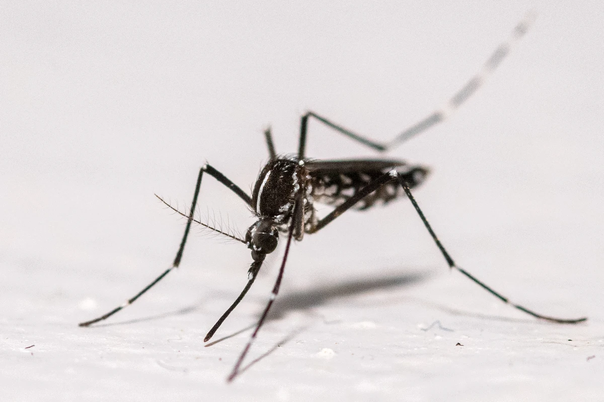 Ansteckungen mit West-Nil- oder Chikungunya-Virus möglich