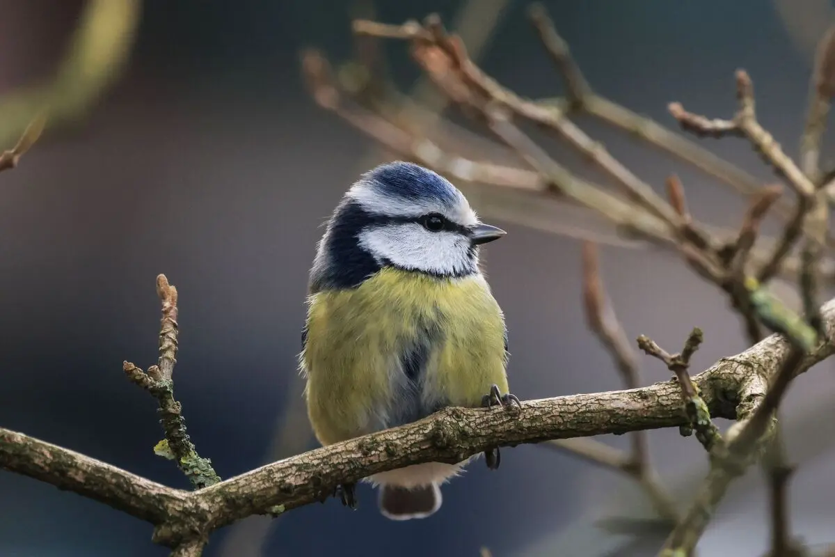 Licht als Kommando zum Singen