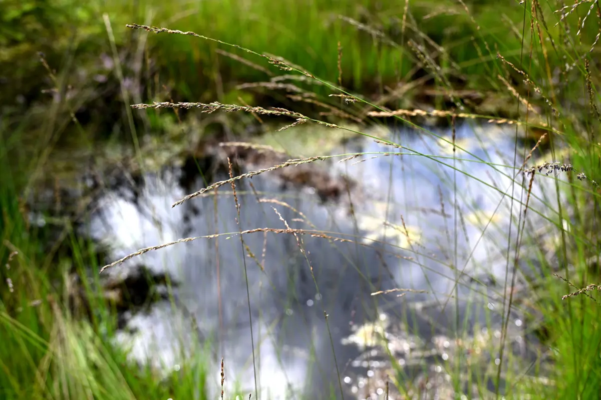 Ausgleichs- und Ersatzflächen sollen nachteilige Effekte aufwiegen
