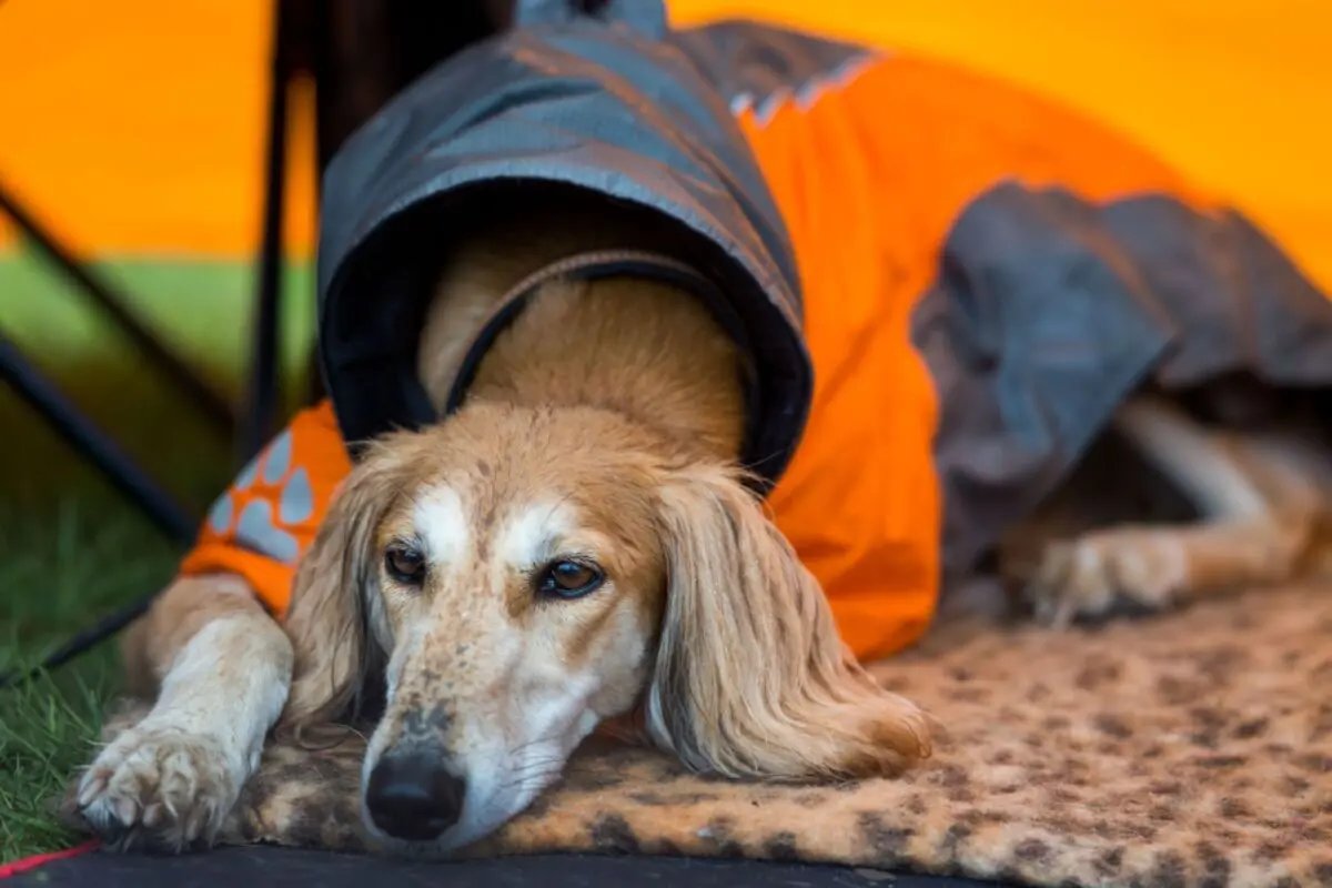 Wenn der Hund vermehrt winselt oder hechelt, fühlt er sich nicht wohl