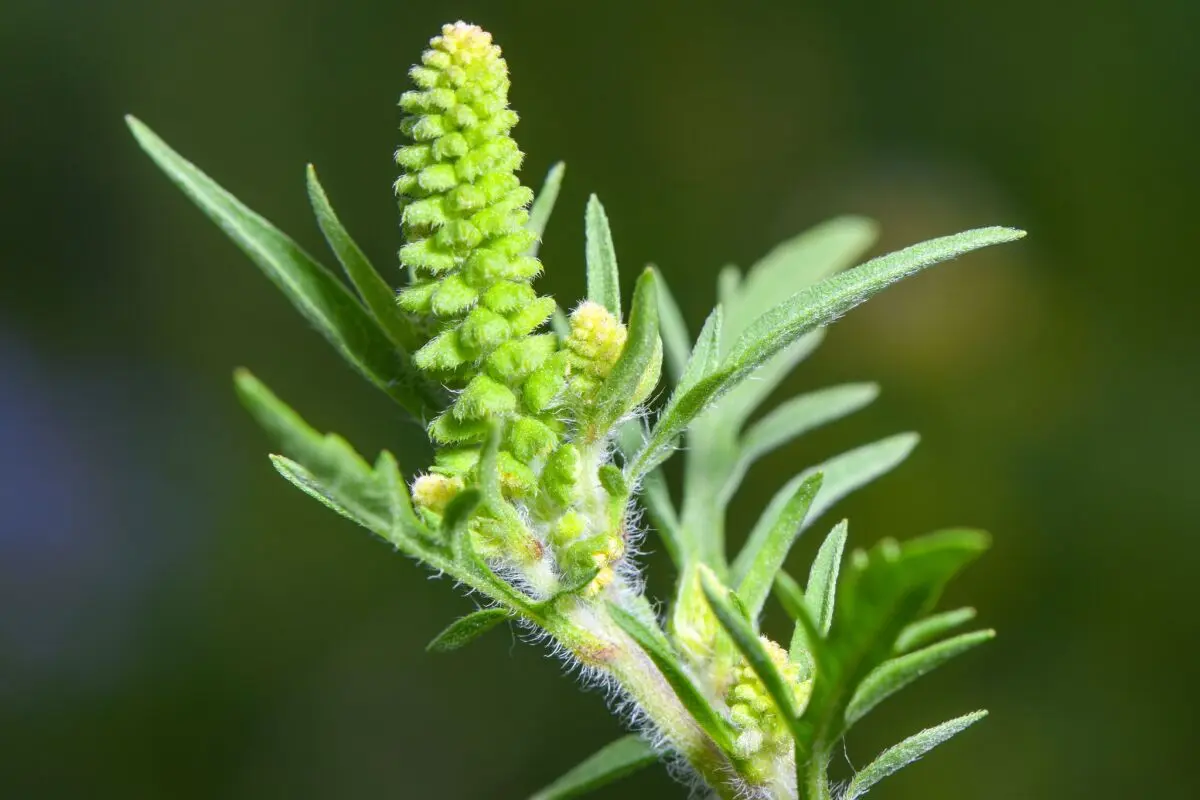 Ambrosia wurde vor rund 150 Jahren aus Nordamerika eingeschleppt