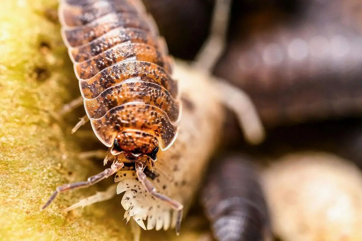 Drüsen an der Körperseite geben eine klebrige Flüssigkeit ab