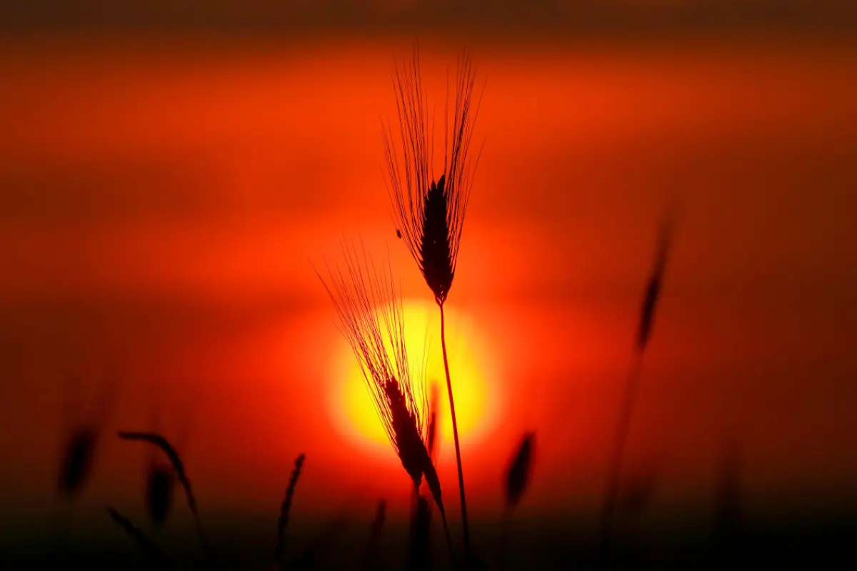 Auch wilde Vorläufer von Gerste wurden bereits geerntet