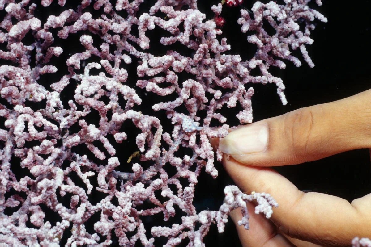 Anpassung an Koralle ist nahezu perfekt